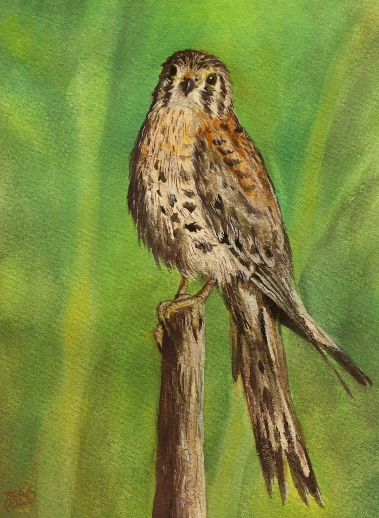 kestrel commission detail 2