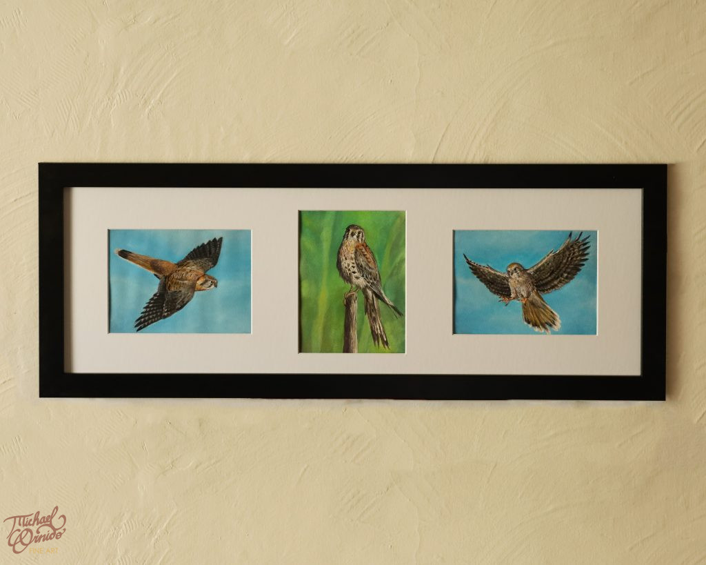 “American Kestrel Triptych” (commission),  10″ by 30″, watercolor and gouache on three 6″ by 8″ watercolor paper sheets, 2022